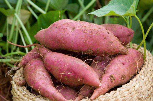 红薯收成后贮存当苦衷项有哪些？