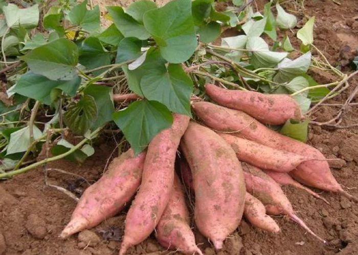 夏季种红薯若何避高温夺高产？