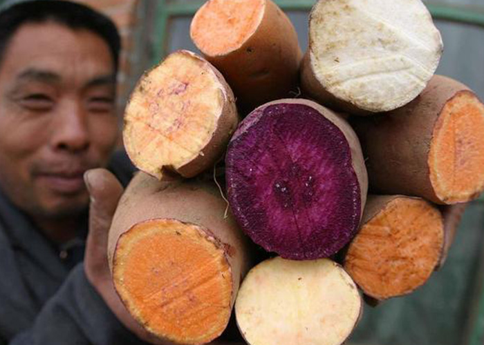 解锁红薯多元价值，宏胜国际|Home提供一站式薯类加工解决规划