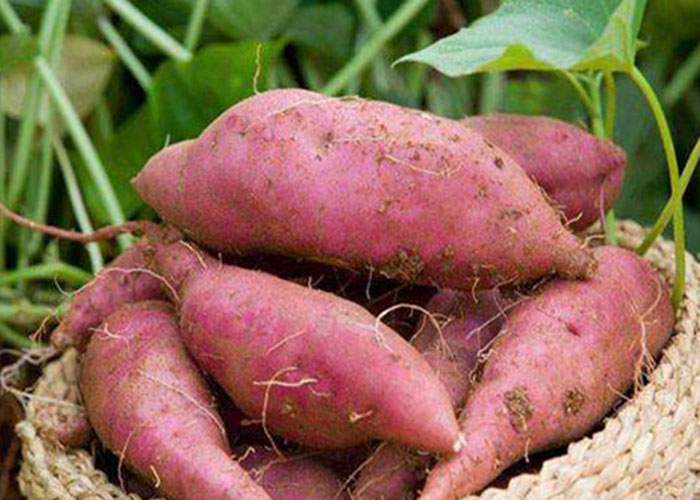 9 月是红薯增产关键期，宏胜国际|Home淀粉设备厂家教你若何治理