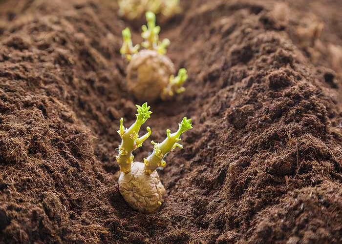 宏胜国际|Home淀粉设备厂家分析马铃薯科学种植技术重点